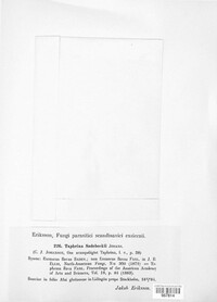 Taphrina sadebeckii image